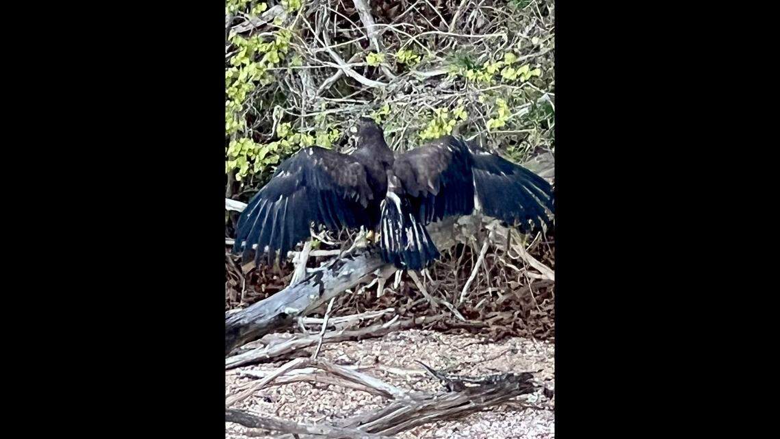 The bald eagle safely made it to shore and started to dry out.