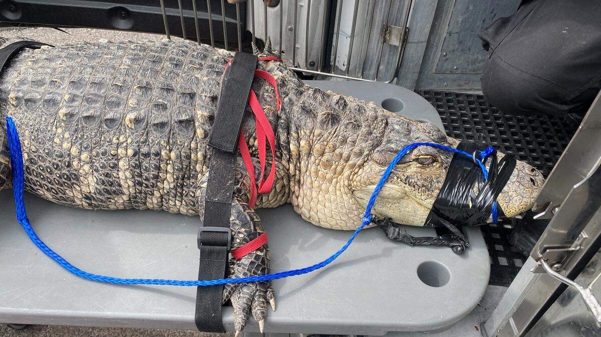 An eight-foot alligator was removed from the basement of a home in Philadelphia, officials said.