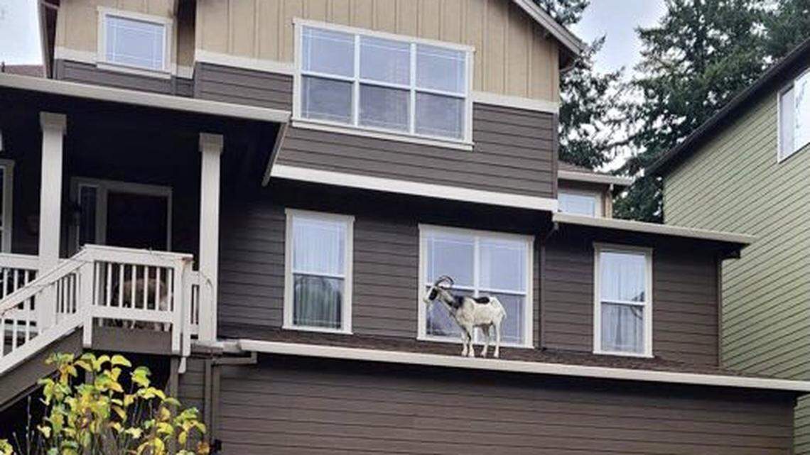 A goat named Gus escaped home and climbed onto a neighbor’s roof, Oregon photos show.