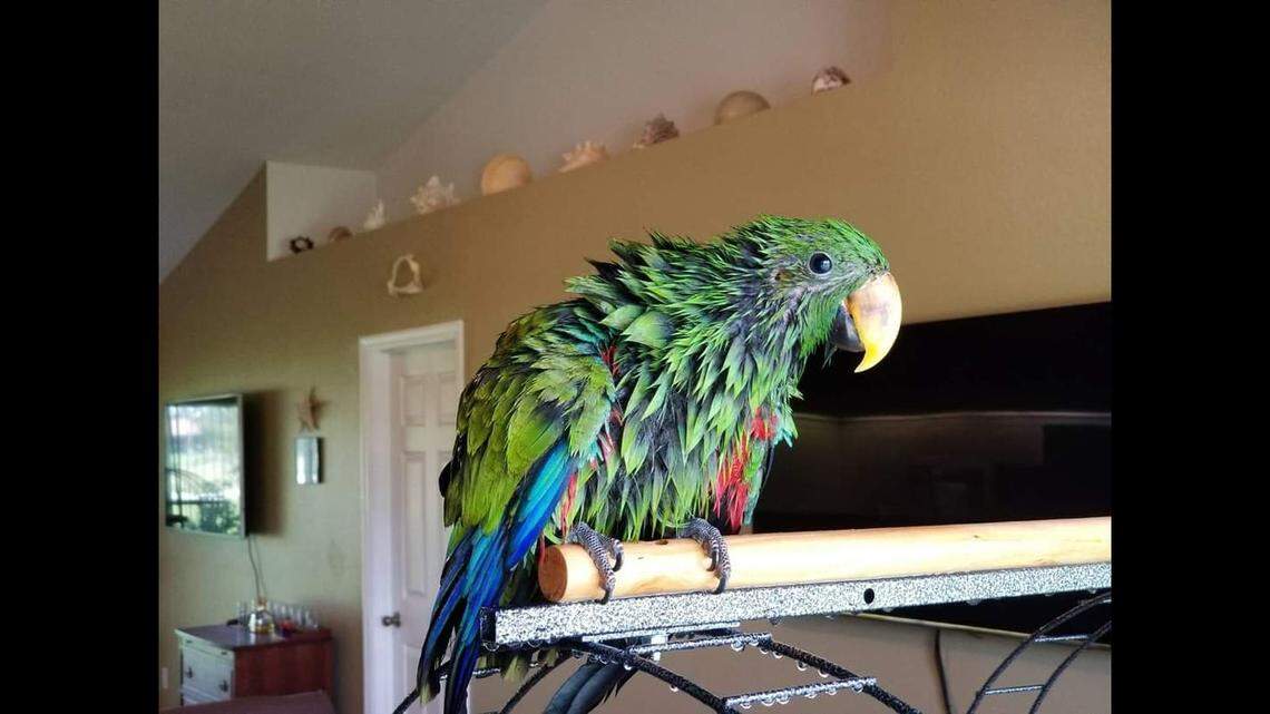 Tiki after a bath.