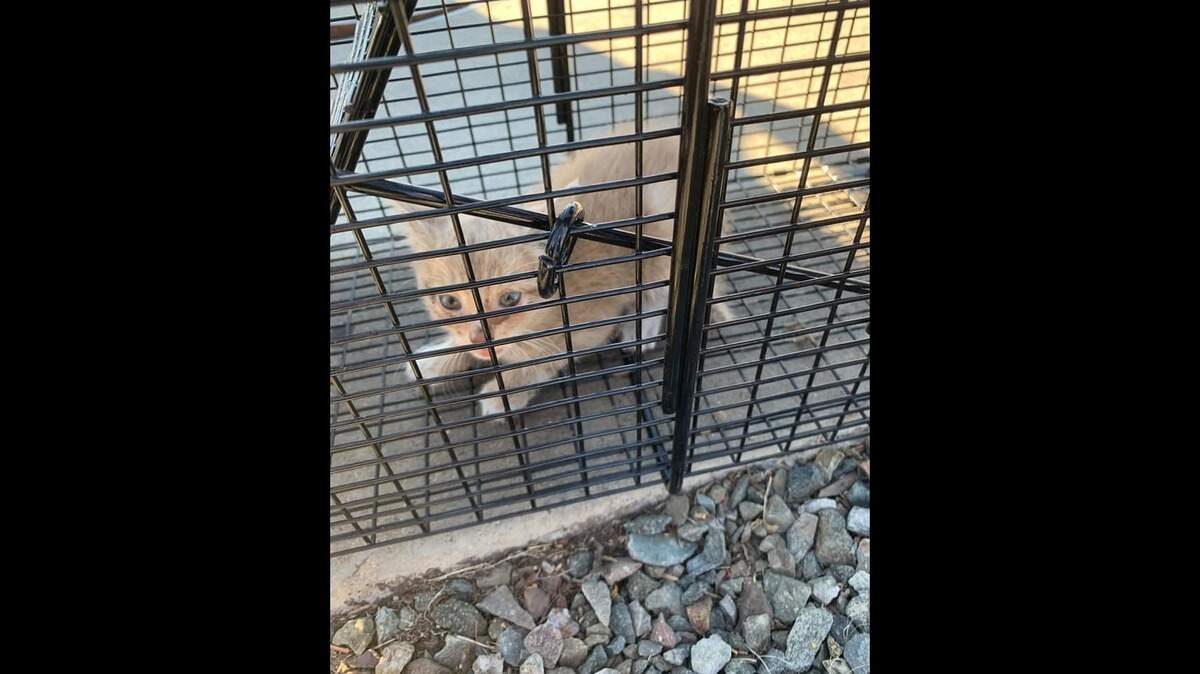 A 6-week-old kitten was heard meowing from underground for over a week before being rescued from a drain in Phoenix, Arizona.