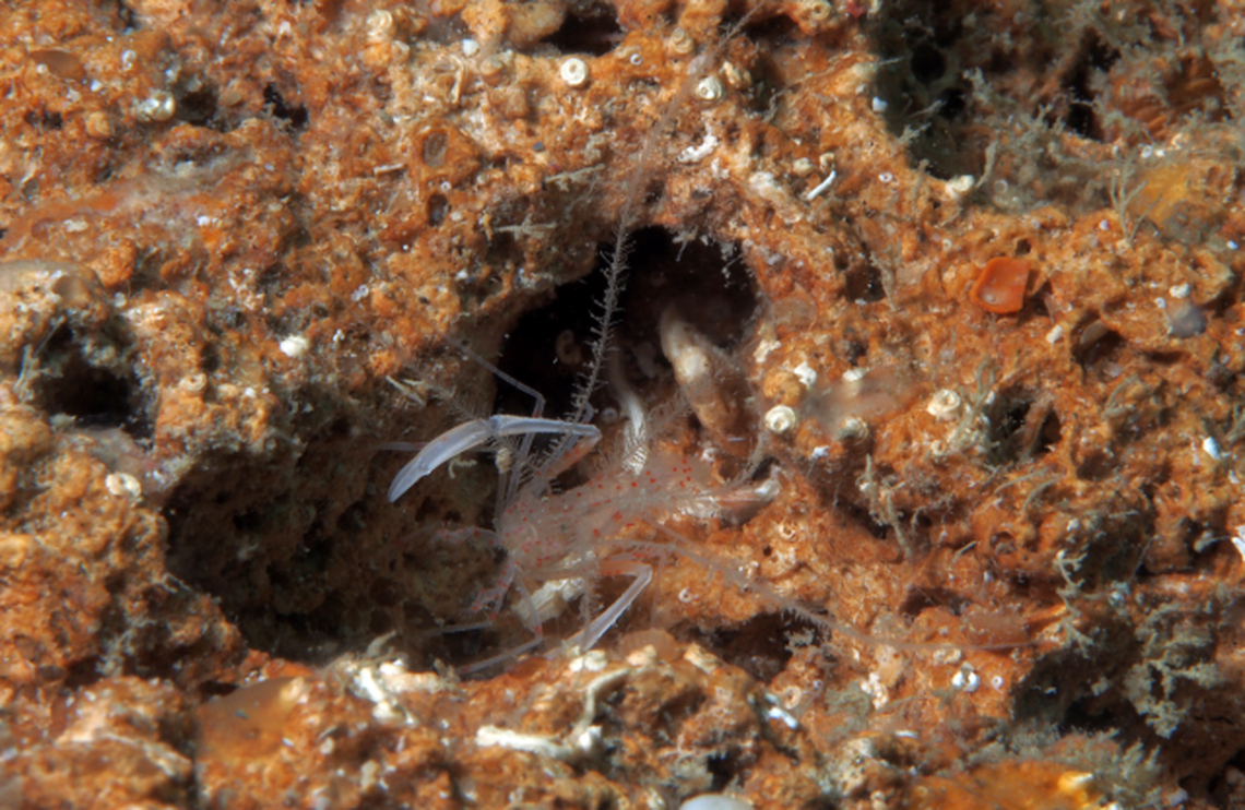 The shrimp are found on rocky reefs in off south Florida and Honduras, according to the study.