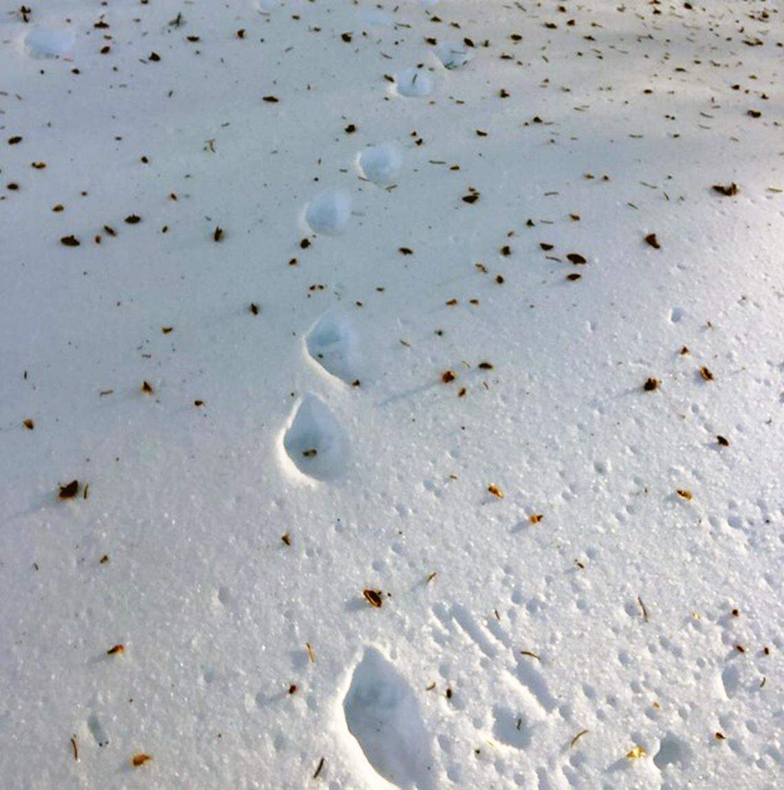 Fisher tracks were spotted in Yosemite National Park.