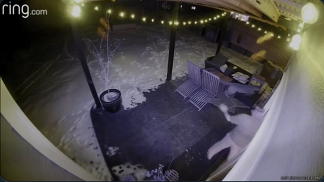 A woman sprinted after a mountain lion that was chasing a dog, Colorado video shows.