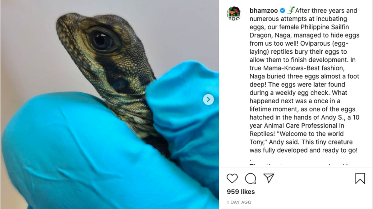 Three baby dragons known as Philippine Sailfin Dragons were born at the Birmingham Zoo in Alabama. The species of lizard is considered vulnerable and not commonly seen at zoos.