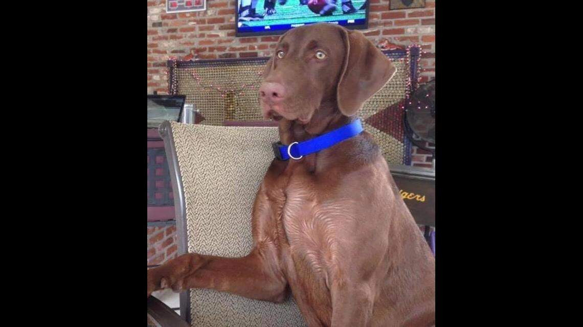 Roleaux, a dog that David Mohr adopted five years ago, died of apparent heat exhaustion after being left in a locked truck by a carjacking suspect, police said. Photo from East Baton Rouge Sheriff’s Office.