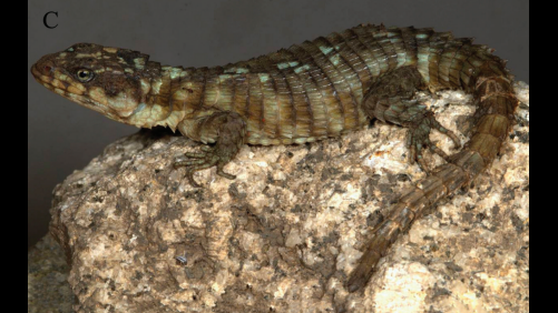 The Mombolo girdled lizards are distinguished by their pale green irises, according to experts.