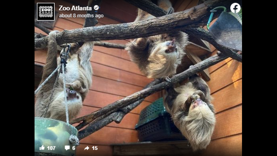 Hoffmann’s two-toed sloths call Central America home and spend most of their lives upside down, the zoo said.