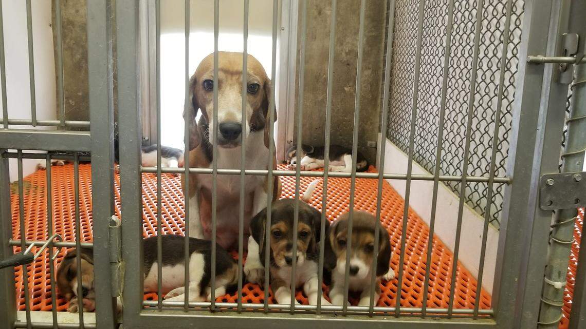 Animal advocates will rescue around 4,000 beagles from a facility in Virginia that was breeding them for sale to testing laboratories.