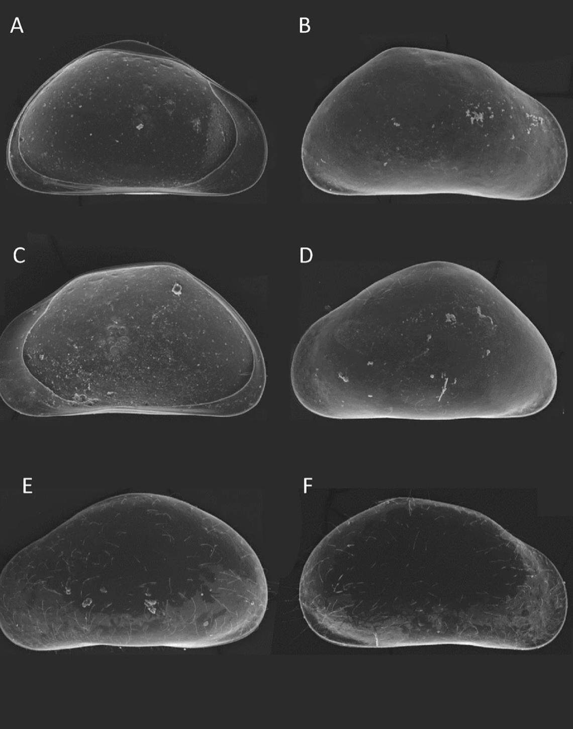 The creature is fully encased in its calcified shell