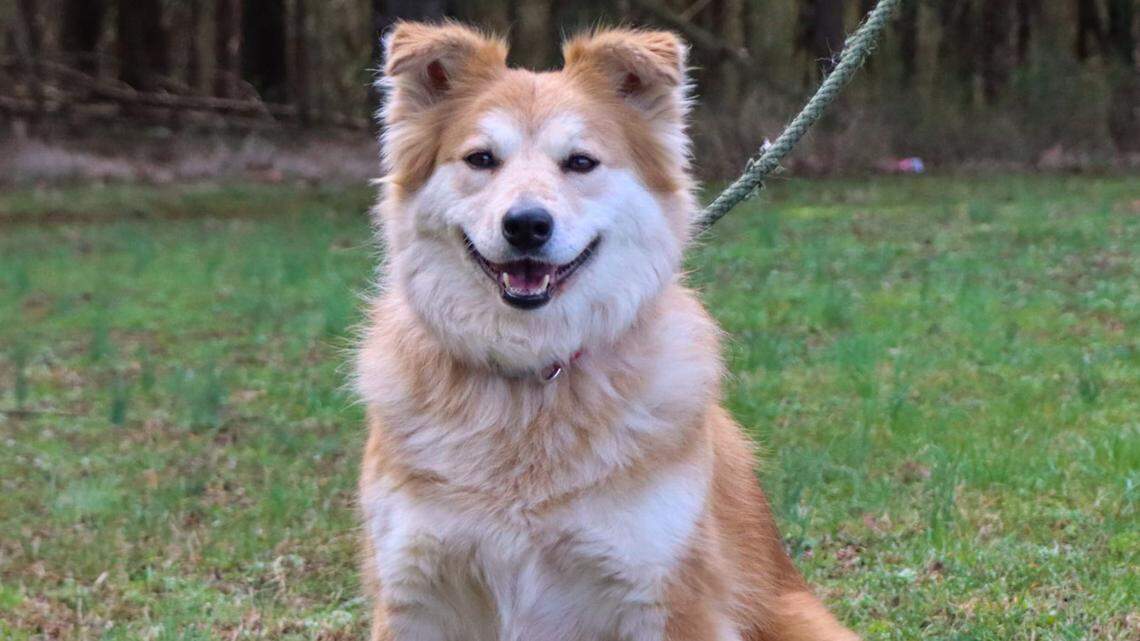 Big Fluffly Dog Rescue in Nashville, Tennessee, said 5-year-old Nala looks sweet but is the equivalent of a “cranky old lady who hits people with a cane when they come to visit.” Her ideal adopter has no kids, no cats and no other dogs.
