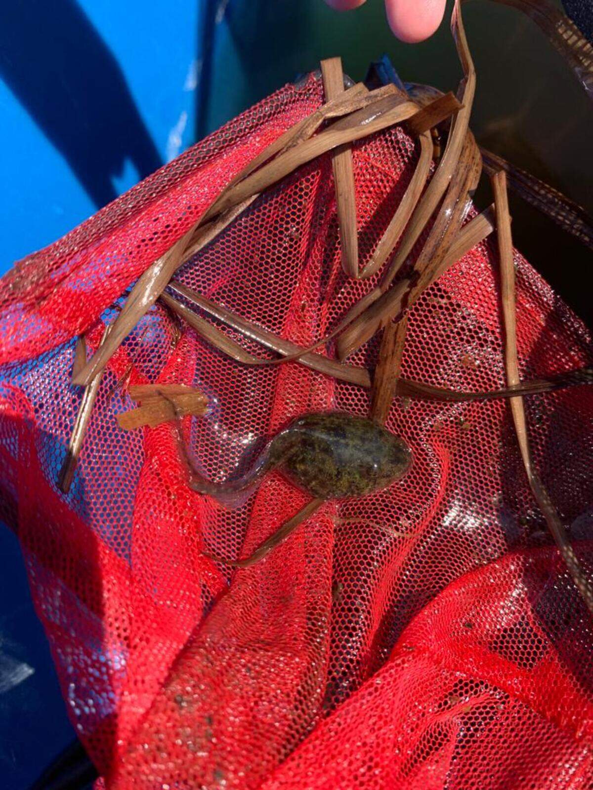 Staff cares for the gopher frogs throughout their stages of life, including as tadpoles, the aquarium said.
