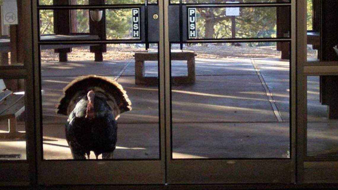 The National Park Service posted on the eve of Thanksgiving a turkey standing off outside the visitor center at Jewel Cave National Monument in South Dakota.