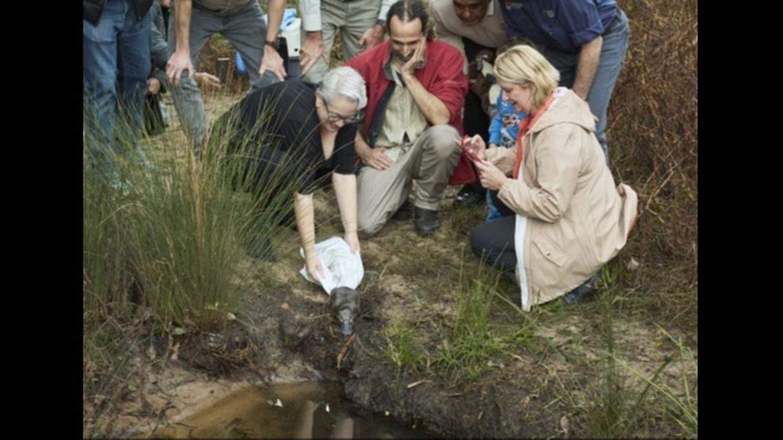 UNSW ecologists said they first introduced the plan to bring platypuses back to the park three years ago.