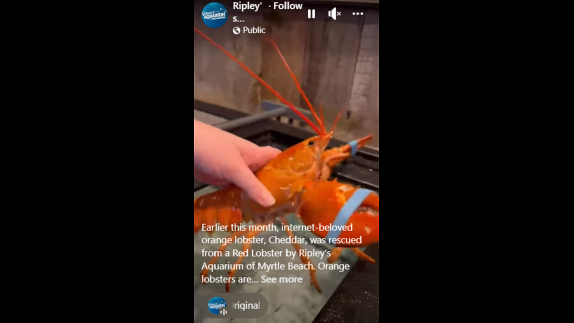 A rare orange lobster was rescued from a Red Lobster restaurant just weeks after another one was picked up from a different franchise, according to an aquarium.