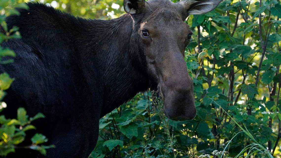 A moose (not the one pictured) charged and stomped on a hiker in Idaho, officials said.