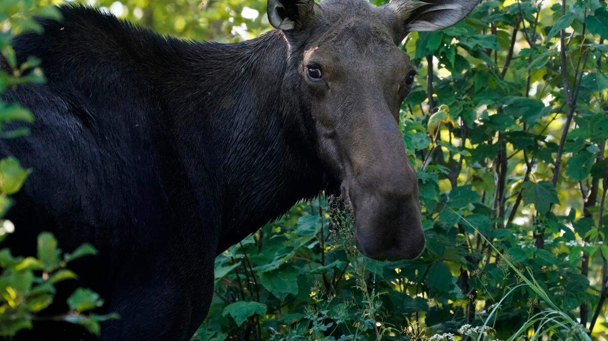 Moose attacks in Colorado are increasing, according to Colorado Parks and Wildlife. They are protective animals and will defend their territory and young.