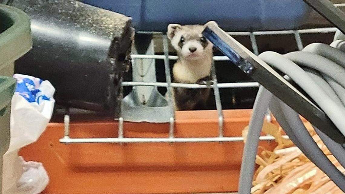 A homeowner found a black-footed ferret in his garage and trapped it in a box, Colorado Parks and Wildlife said.