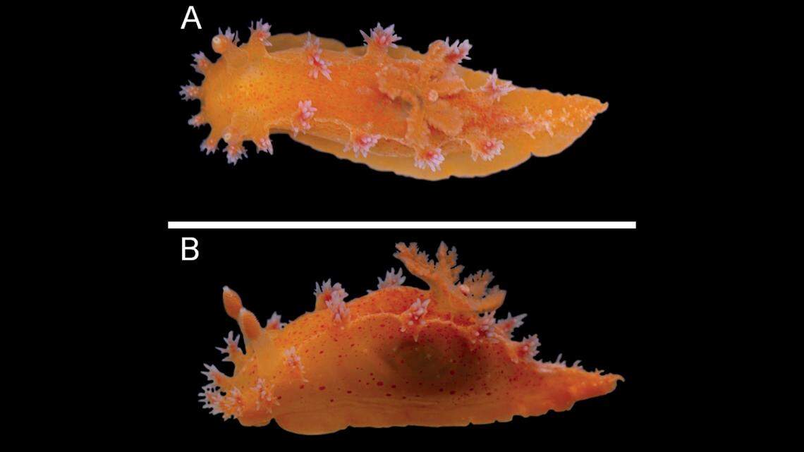 An “enigmatic,” orange sea slug was found on a shoreline in China, according to a new study. It belongs to a new species.