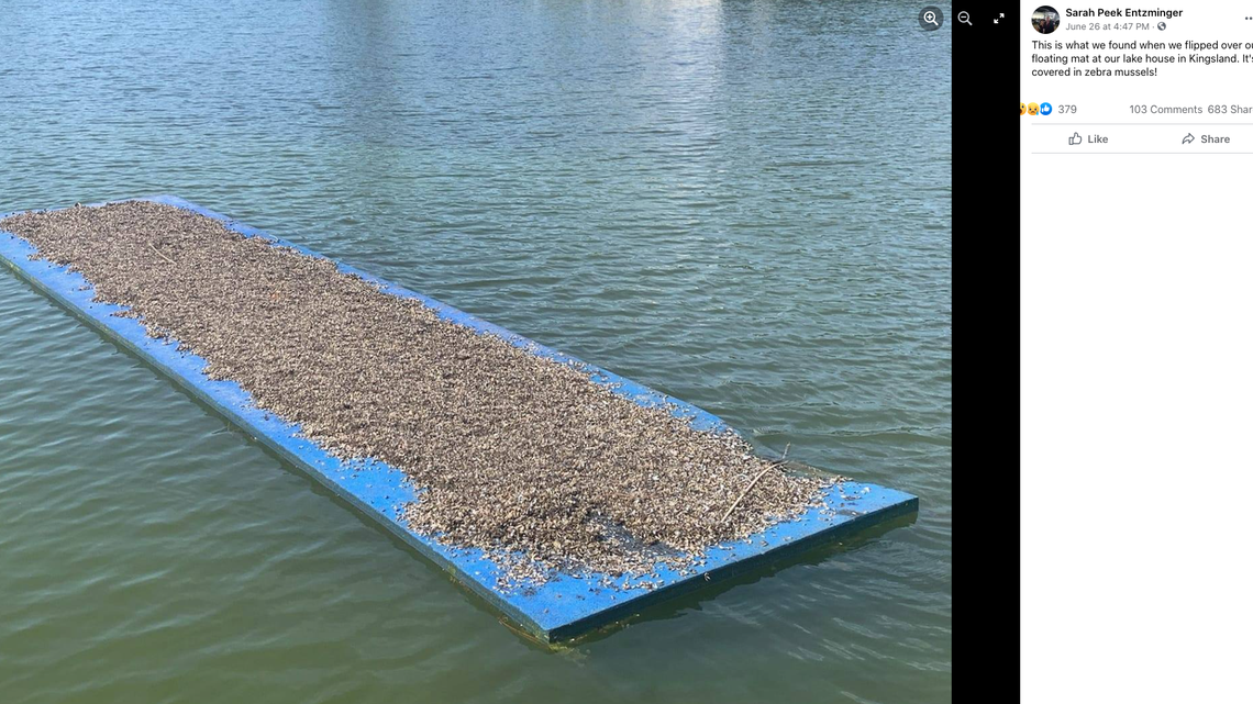 A family found zebra mussels on a floating mat on Lake Lyndon B. Johnson in Kingsland, a woman says. Screengrab from Sarah Peek Entzminger on Facebook.