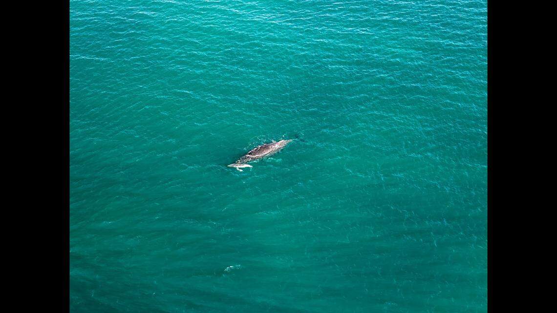 Australia park rangers said the calf is about 13 feet long, but it is expected to grow rapidly.