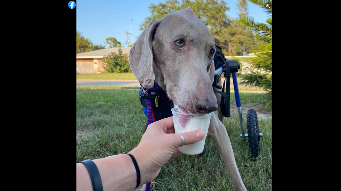With the help of a doggy wheelchair, Dax the senior dog is getting around with speed, the shelter said.