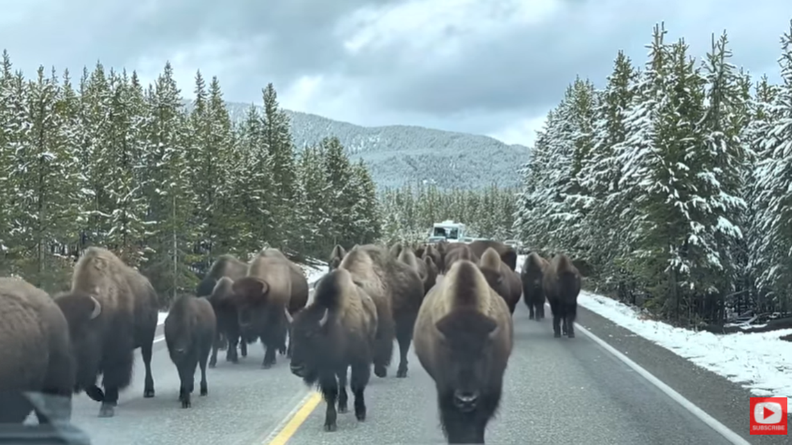 A herd of bison took over the road and surrounded an SUV in Yellowstone National Park, video shows.