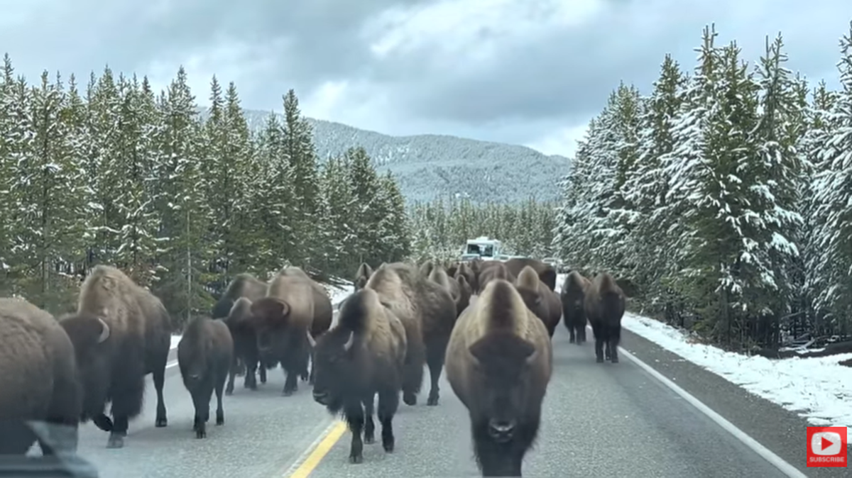 A herd of bison took over the road and surrounded an SUV in Yellowstone National Park, video shows.