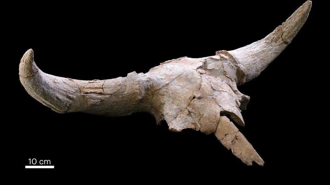 Neanderthals preserved the upper portion of the skulls, saving the appendages, archaeologists said.