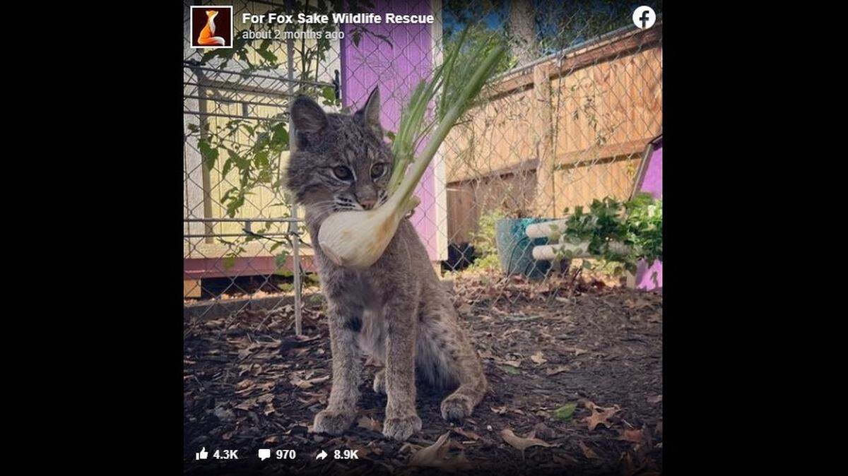 A Tennessee wildlife rescue is suing after the director said a bobcat’s tail was cut off while construction work was being done on the property. T’challa came to the rescue in May 2020.