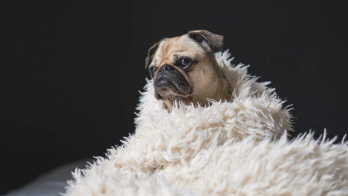 A 2,000-year-old skull revealed that the ancient Romans may have been the first to breed lapdogs, according to a new study.