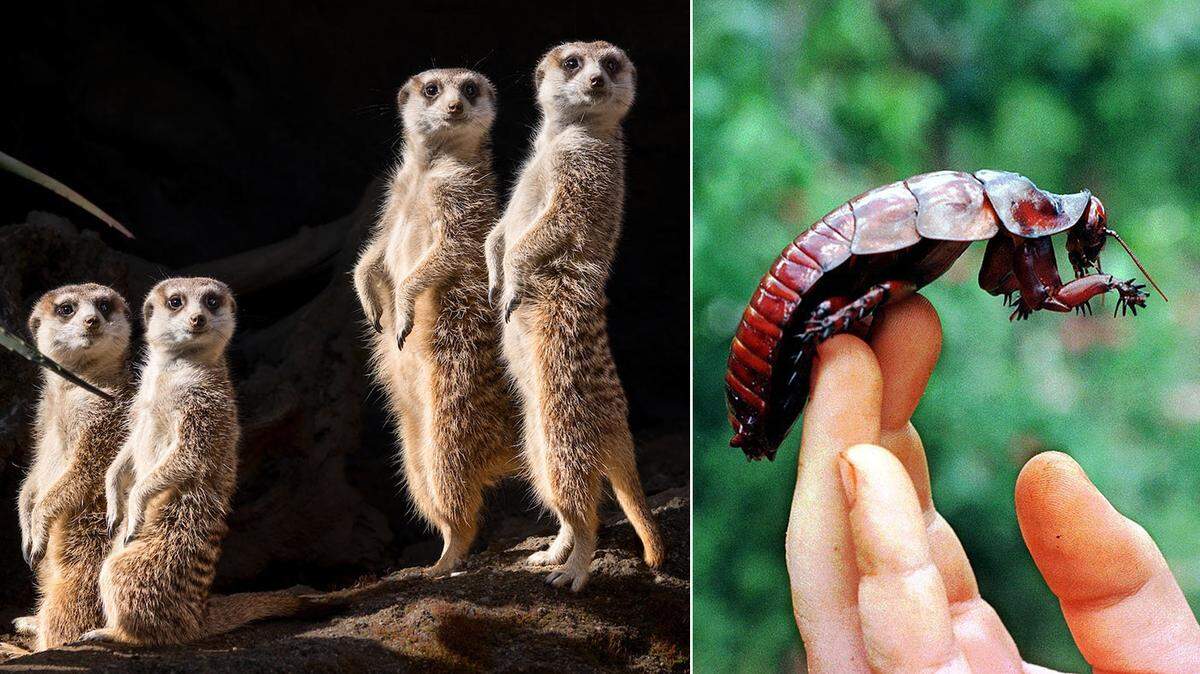 The El Paso Zoo is letting patrons name a cockroach after their ex, and the named cockroaches will be fed to the meerkats at the zoo en masse on Feb. 14.