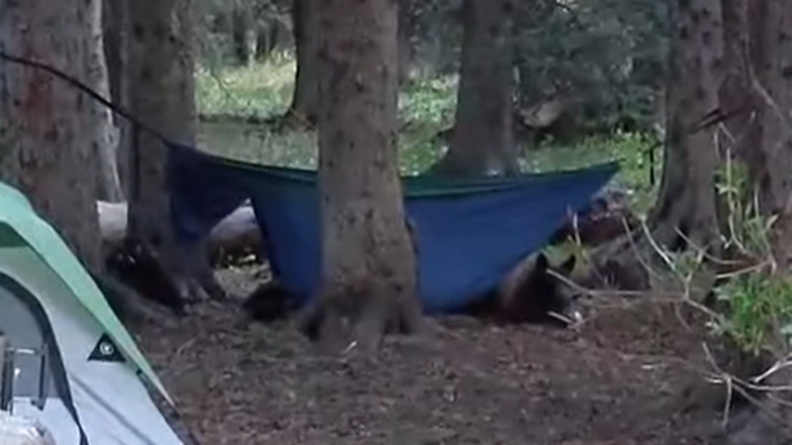 A bear pushed a man out of his hammock while camping in Teton Canyon, officials said.