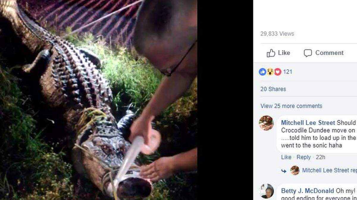 Authorities in Cleveland, Texas, wrangle George the giant alligator Monday morning with the help of local cowboy Chance Ward.