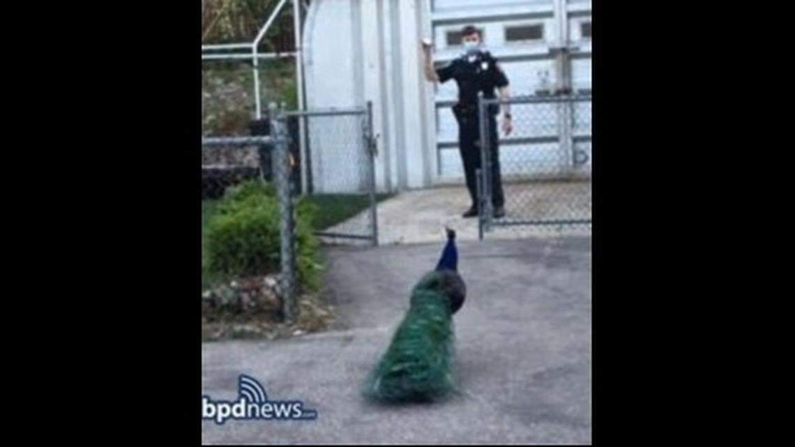 A Boston police officer played mating calls from his cell phone to lure an escaped zoo peacock. Photo from Boston Police Department.