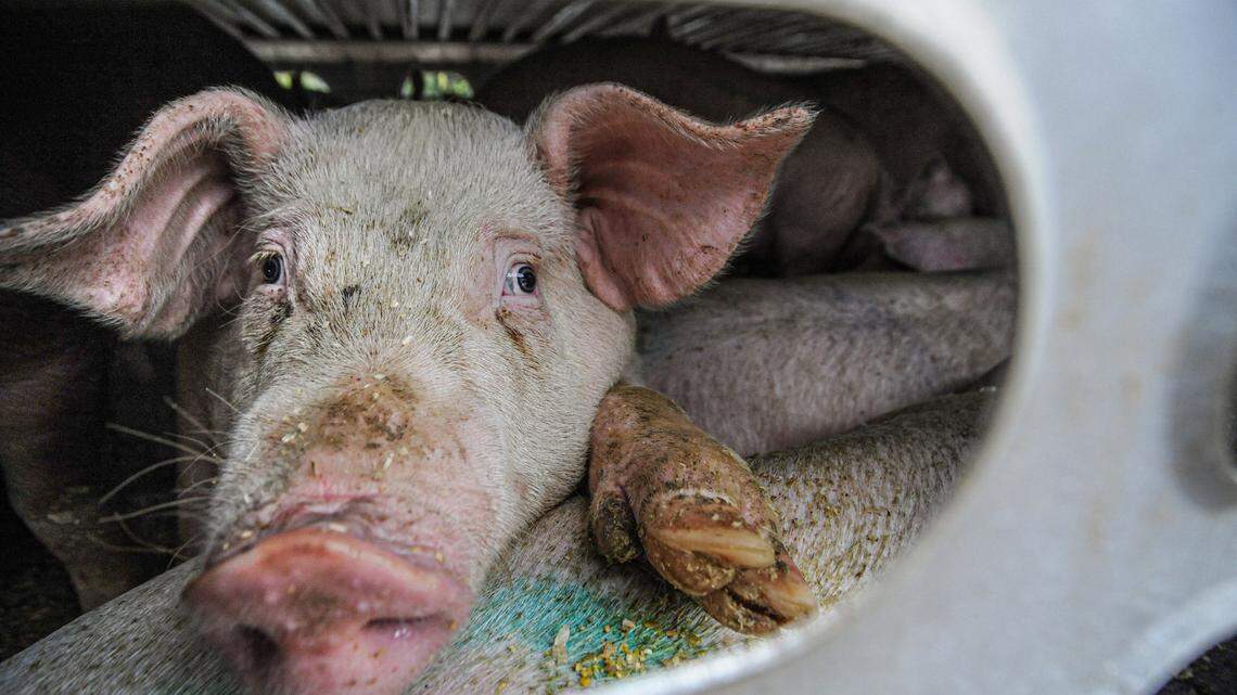 The man was working as a butcher in a Hong Kong slaughterhouse when he was killed after a pig, not the one pictured, attacked him.
