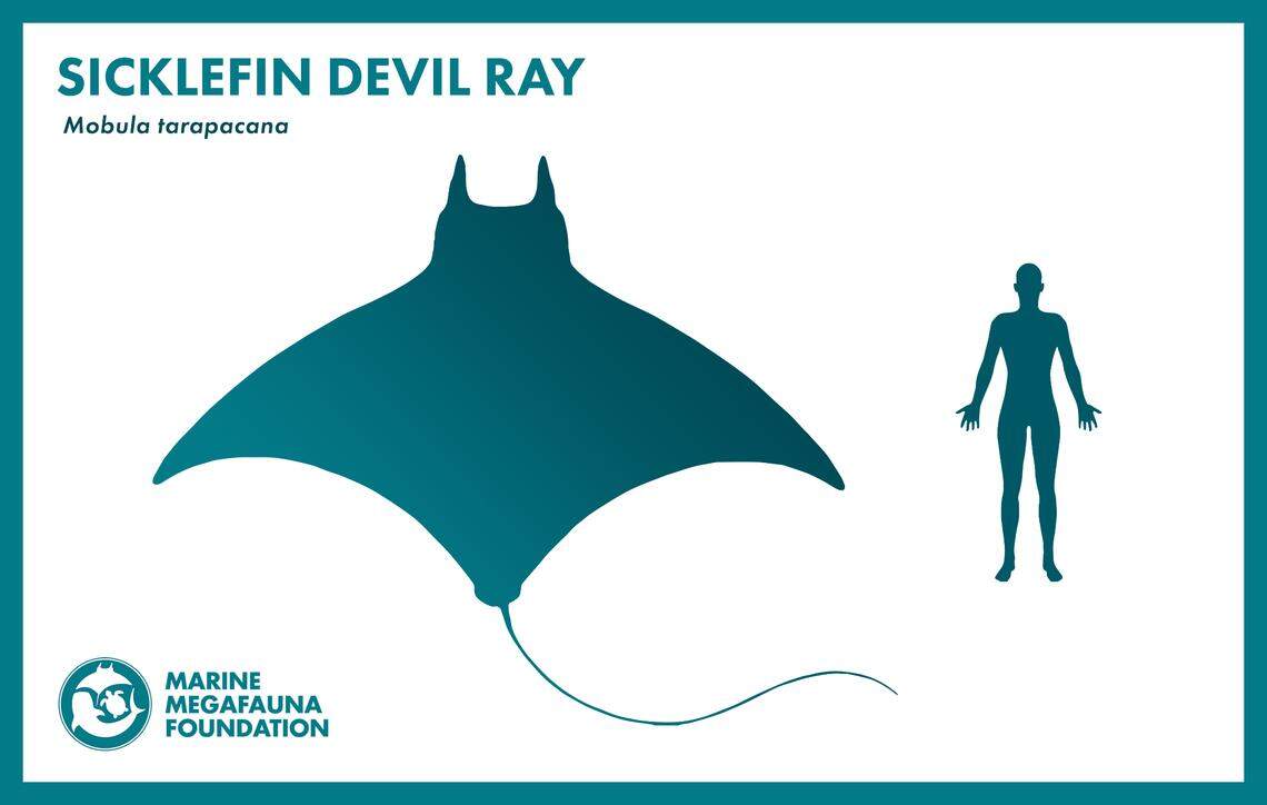 Infographic depicting the size of the sicklefan devil ray