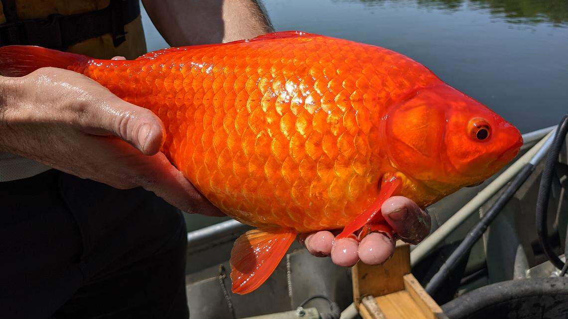 Large goldfish were pulled out of Keller Lake in Minnesota. Photo from City of Burnsville on Twitter.
