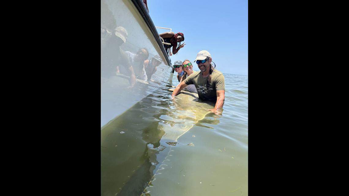 The researchers and students got into the water to take measurements and insert a tracker into the female sawfish.