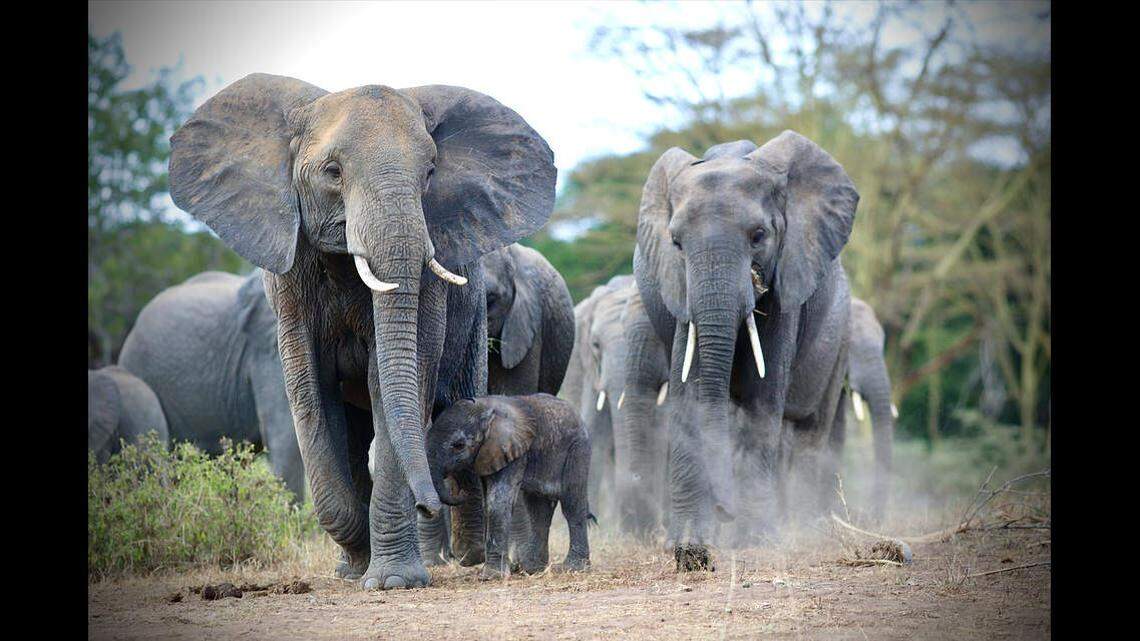 The herd excitedly welcomed their newest member, according to officials.