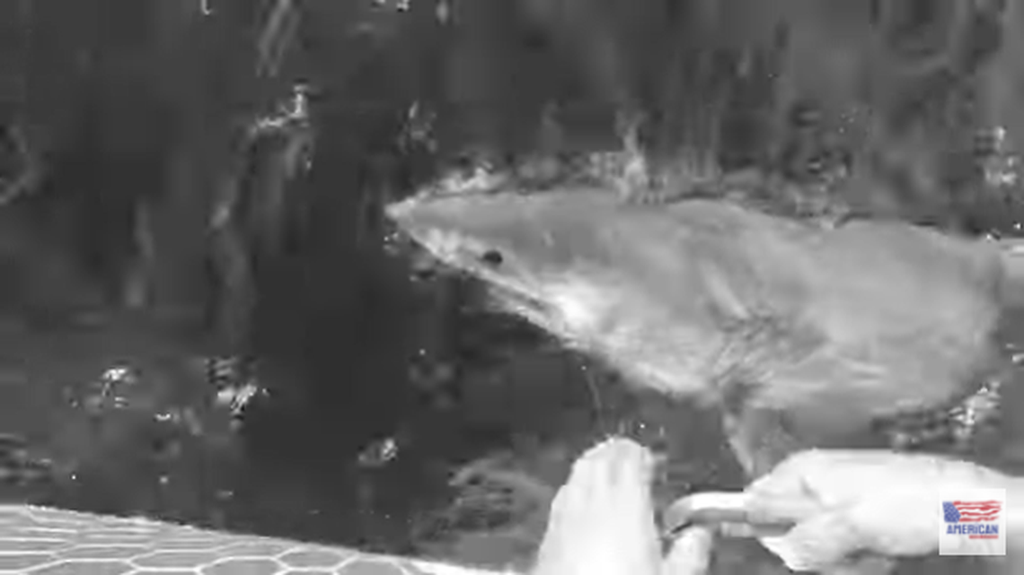 A group of fishermen caught a great white shark on Dec. 30 off Tybee Island, video shows.