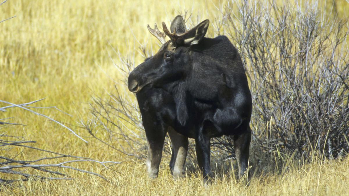A bull moose (not the one pictured) charged and attacked a man running with his two dogs on a trail in Colorado, wildlife officials said.