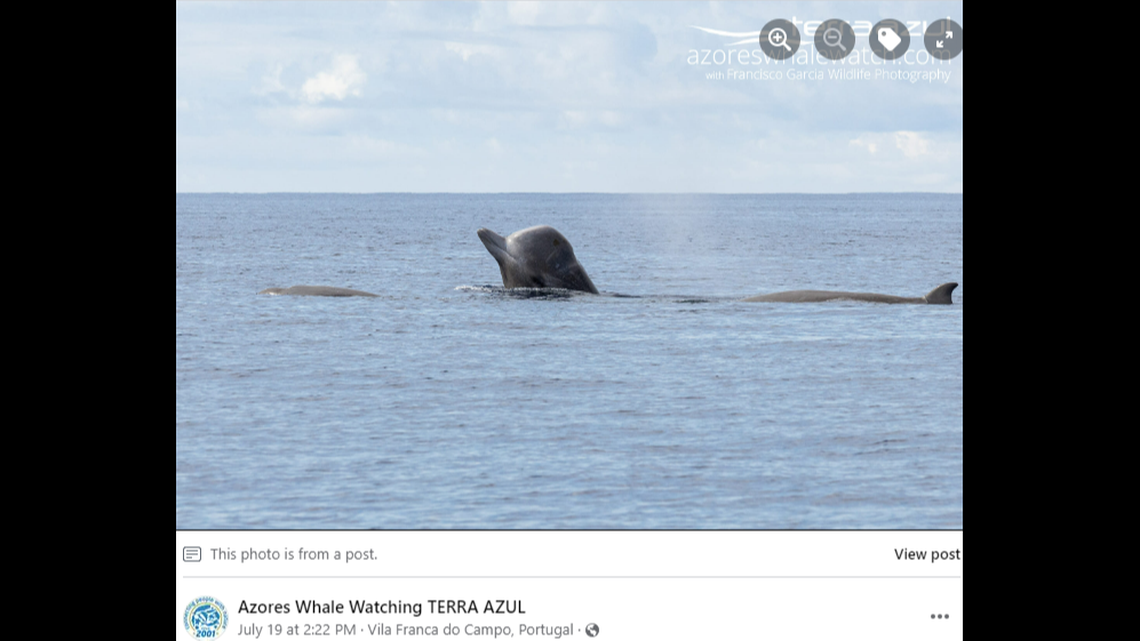 The whales are known for their deep-sea habitat, so it was rare to see them at the surface, the group said.