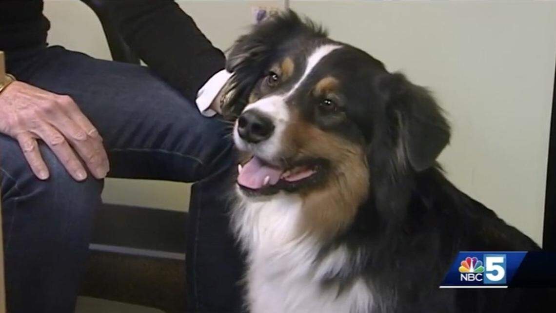 Zuheros, an Australian shepherd, apparently got high after ingesting human feces left along a trail in a Vermont state park, owner Liz Robert told WPTZ. Screengrab from WPTZ.