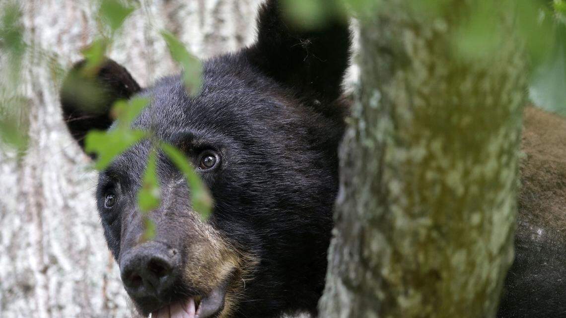 A Boyne Falls, Michigan, man who found his pet beagle being circled and swatted by a bear punched the bear in the nose and kicked it as he pulled his injured beagle in the house by its lead, Michigan conservations officers say.