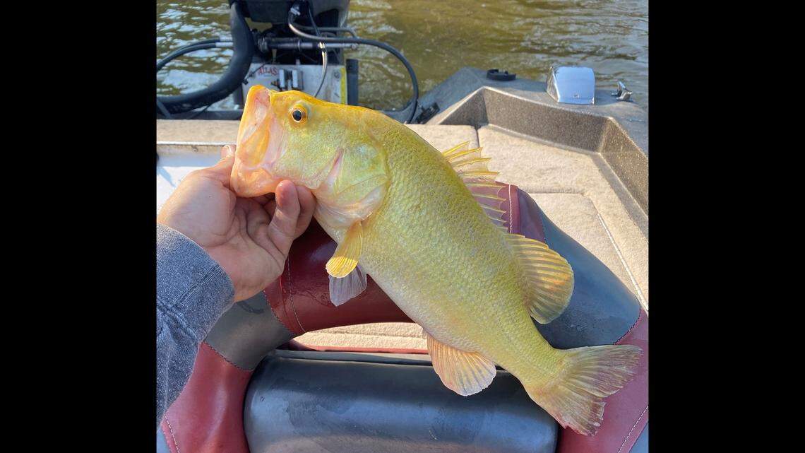 Officials say the golden bass is “extremely rare” and caused by a genetic mutation.