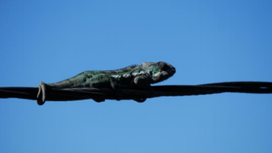 A California woman looked out window to find a chameleon trapped on a power line wire for three days outside of her window, the Peninsula Humane Society said.