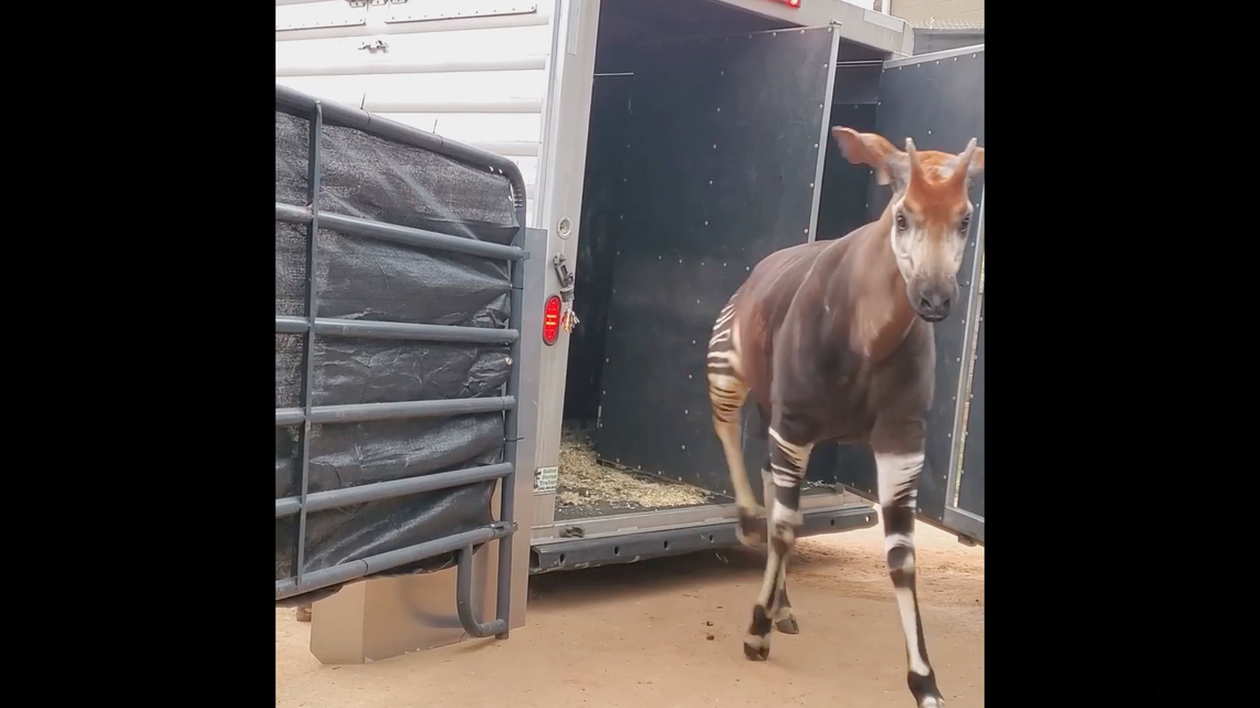 Opaki, which look in-part like a cross between a zebra and a deer, are the only living relative of the giraffe.