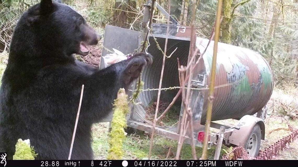 The Washington Department of Fish and Wildlife euthanized a black bear that was “highly mobile” and “quite portly.”