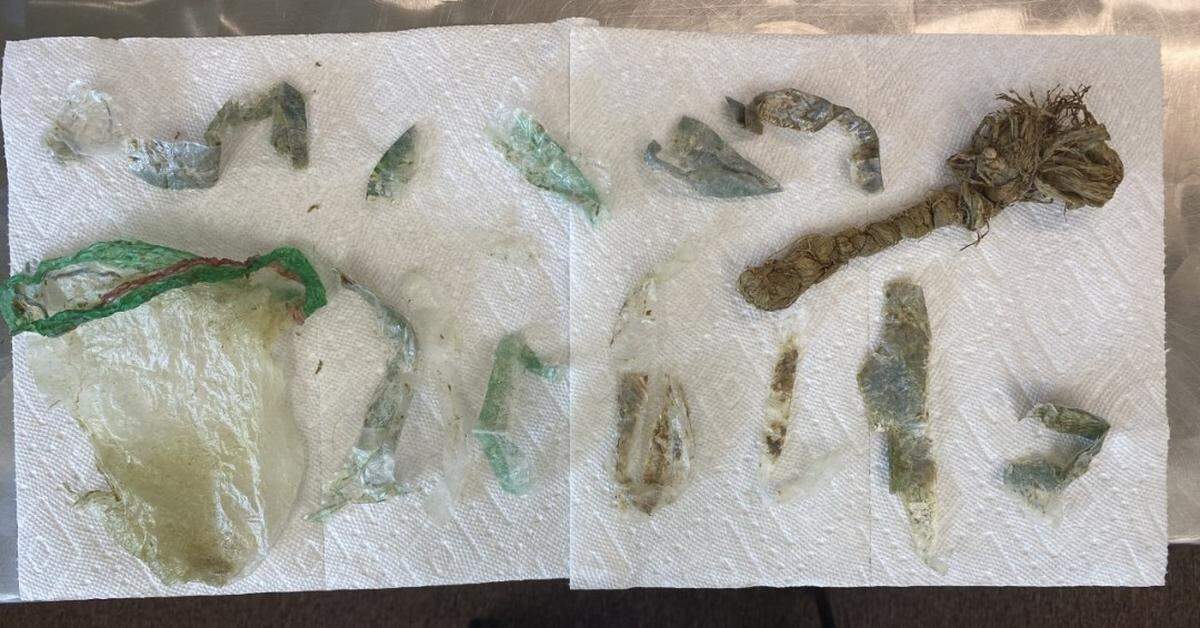 A deer at Zion National Park in Utah had a “significant amount” of trash and plastic from tourists in its stomach that couldn’t be digested, rangers said.